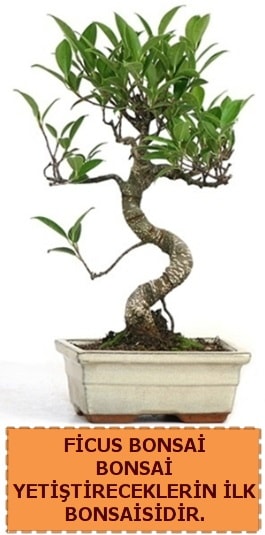 Ficus bonsai 15 ile 25 cm arasndadr  Mersin iek siparii vermek 