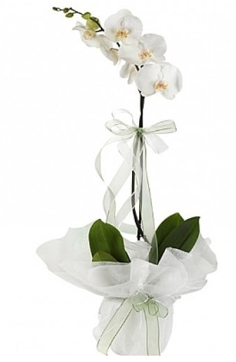 Tekli Beyaz Orkide  Mersin anneler gn iek yolla 