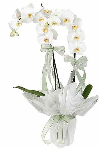 ift Dall Beyaz Orkide  Mersin iek yolla 