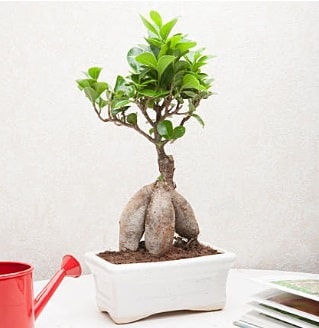 Exotic Ficus Bonsai ginseng  Mersin iek sat 