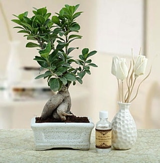 Ginseng ficus bonsai  Mersin iek maazas , ieki adresleri 