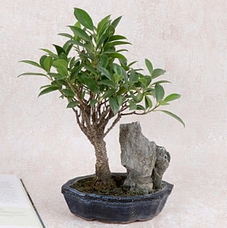Japon aac Evergreen Ficus Bonsai  Mersin internetten iek siparii 