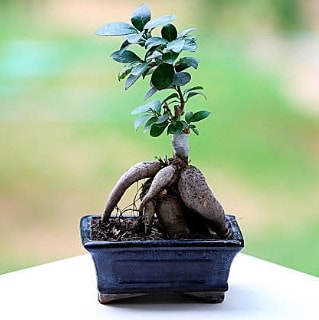 Marvellous Ficus Microcarpa ginseng bonsai  Mersin gvenli kaliteli hzl iek 