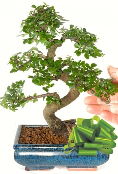 Yaklak 25 cm boyutlarnda S bonsai  Mersin iek online iek siparii 