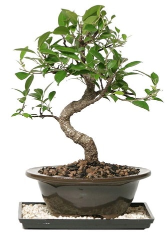 Altn kalite Ficus S bonsai  Mersin cicek , cicekci  Sper Kalite