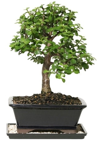 15 cm civar Zerkova bonsai bitkisi  Mersin iek online iek siparii 