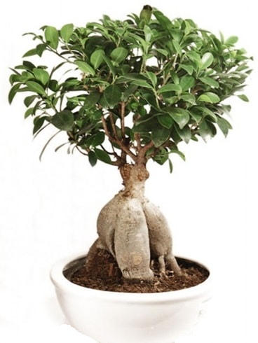 Ginseng bonsai japon aac ficus ginseng  Mersin iekiler 
